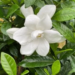 Pillow Talk® Gardenia Jasminoides - Proven Winners - 4" Pot -Healthy Plant Shop pillwtalkgardeniapw 21604.1690932462