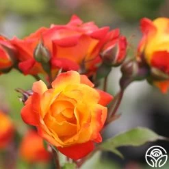 New Arrival -Healthy Plant Shop pinata 2