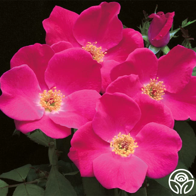 Pink Home Run 3 Pink Home Run