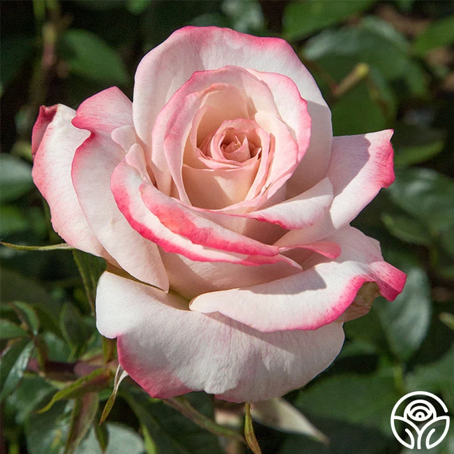 Pinkerbelle™ 3 Pinkerbelle™