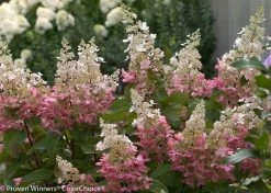 Pinky Winky ® Hydrangea Bush - Potted - Proven Winners - 4" Pot -Healthy Plant Shop pinky20winky20c2ae20hydrangea20bush2 93631.1615344465