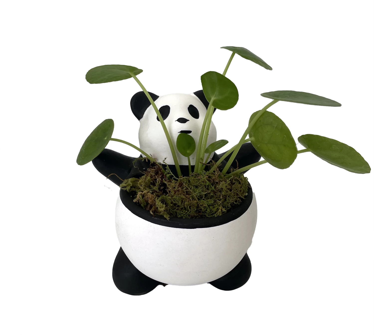 Lucky Panda Planter With Chinese Money Plant And Sheet Moss - 4.5" X 4.75" 4 Lucky Panda Planter With Chinese Money Plant And Sheet Moss - 4.5" X 4.75" - Image 2