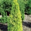 Polar Gold® Arborvitae - Thuja - Evergreen - Proven Winners - 4" Pot 1 Polar Gold® Arborvitae - Thuja - Evergreen - Proven Winners - 4" Pot -Healthy Plant Shop polar gold thuja 60601.1615344543