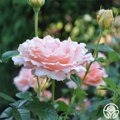 Polka® -Healthy Plant Shop polka 3 5