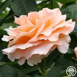 Polka® -Healthy Plant Shop polka 4 2