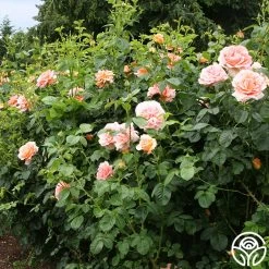 Polka® -Healthy Plant Shop polka 5 5