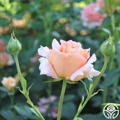 Polka® -Healthy Plant Shop polka 6 5