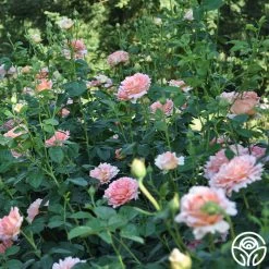 Polka® -Healthy Plant Shop polka 8 5