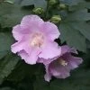 POLLYPETITE® Rose Of Sharon Hibiscus - 4" Pot - Proven Winners 2 POLLYPETITE® Rose Of Sharon Hibiscus - 4" Pot - Proven Winners -Healthy Plant Shop pollypetite222 85264.1615344642