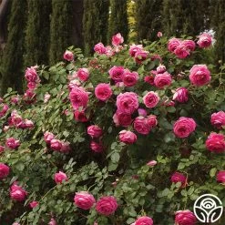 Pretty In Pink Eden Climber® 8 Pretty In Pink Eden Climber® -Healthy Plant Shop pretty in pink eden 5 1