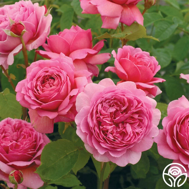 Princess Alexandra Of Kent 3 Princess Alexandra Of Kent