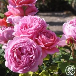 Princess Alexandra Of Kent 13 Princess Alexandra Of Kent -Healthy Plant Shop princess alexandra of kent logo 03