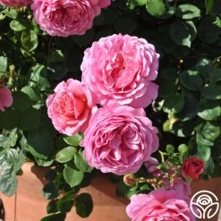 Princess Alexandra Of Kent 14 Princess Alexandra Of Kent -Healthy Plant Shop princess alexandra of kent logo 04