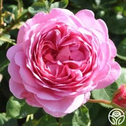 Princess Alexandra Of Kent 15 Princess Alexandra Of Kent -Healthy Plant Shop princess alexandra of kent logo 05