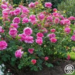 Princess Alexandra Of Kent 16 Princess Alexandra Of Kent -Healthy Plant Shop princess alexandra of kent logo 06