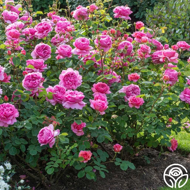 Princess Alexandra Of Kent 8 Princess Alexandra Of Kent - Image 6