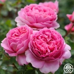 Princess Alexandra Of Kent 17 Princess Alexandra Of Kent -Healthy Plant Shop princess alexandra of kent logo 07