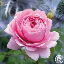 Princess Alexandra Of Kent 18 Princess Alexandra Of Kent -Healthy Plant Shop princess alexandra of kent logo 08