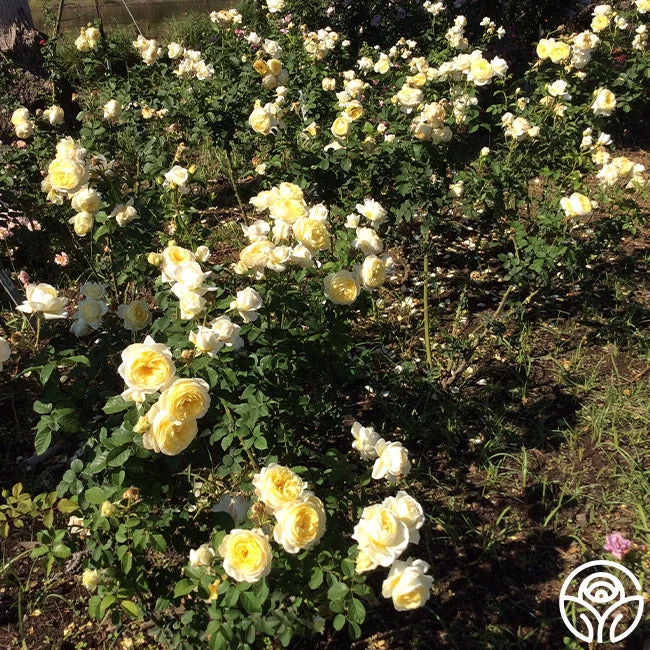 Princess Buttercup® 4 Princess Buttercup® - Image 2