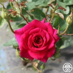 Princess Elise™ 19 Princess Elise™ -Healthy Plant Shop princess elise 2