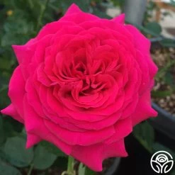 Princess Elise™ 16 Princess Elise™ -Healthy Plant Shop princess elise 3