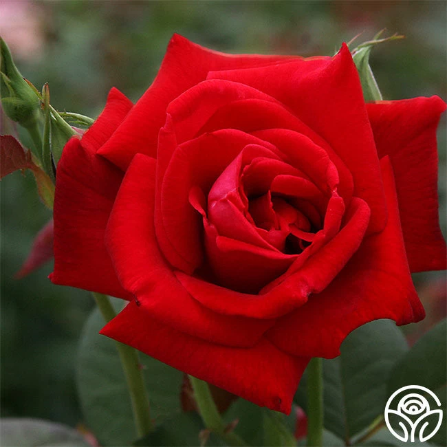 Proud Land® 3 Proud Land®