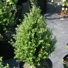 Patti O™ Japanese Holly - Ilex Crenata - 4" Pot - Proven Winners -Healthy Plant Shop proven winners ilex patti o japanese holly 1 91318.1615344611