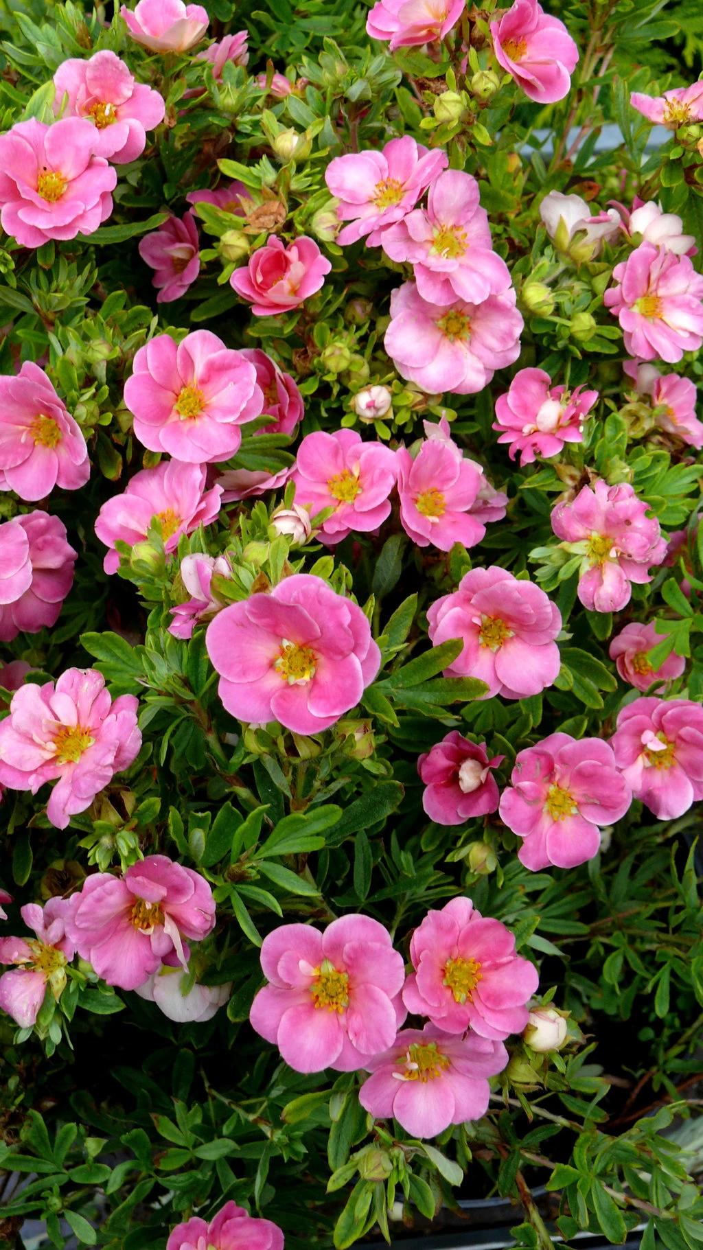 Pink Paradise Happy Face ® Bush Cinquefoil - Potentilla-Proven Winners-4" Pot 4 Pink Paradise Happy Face ® Bush Cinquefoil - Potentilla-Proven Winners-4" Pot - Image 2