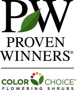 Paraplu Pink Ink® Hibiscus - Rose Of Sharon - Proven Winners - 4" Pot 13 Paraplu Pink Ink® Hibiscus - Rose Of Sharon - Proven Winners - 4" Pot -Healthy Plant Shop provenwinners421 12057.1615344721