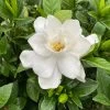 Pillow Talk® Gardenia Jasminoides - Proven Winners - 4" Pot 2 Pillow Talk® Gardenia Jasminoides - Proven Winners - 4" Pot -Healthy Plant Shop ptalkgard 15724.1690932461