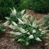Pugster White®Butterfly Bush - 4" Pot - Buddleia - Proven Winners 2 Pugster White®Butterfly Bush - 4" Pot - Buddleia - Proven Winners -Healthy Plant Shop pugster20white20butterfly20bush20flowers 09518.1615344649