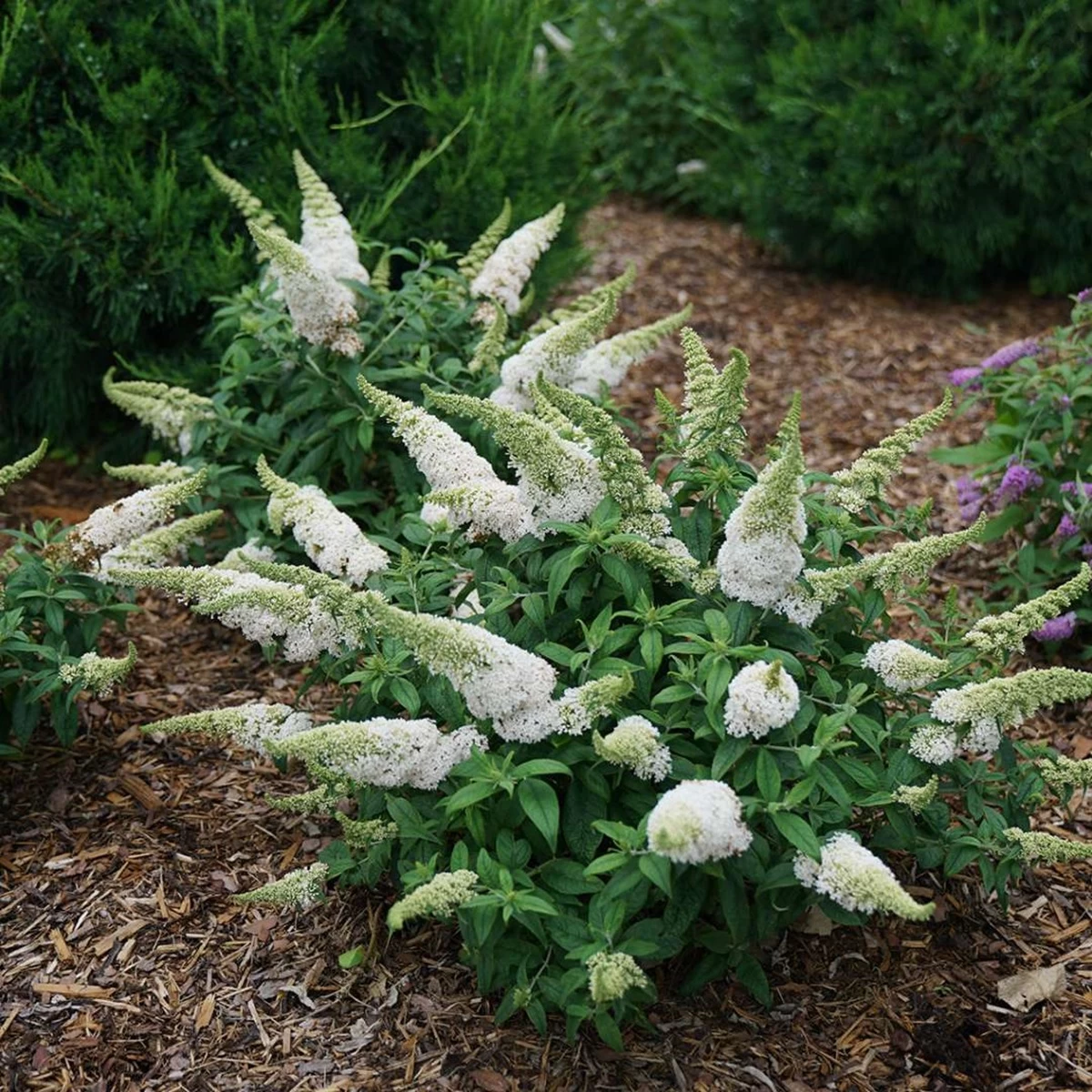 Pugster White®Butterfly Bush - 4" Pot - Buddleia - Proven Winners 3 Pugster White®Butterfly Bush - 4" Pot - Buddleia - Proven Winners