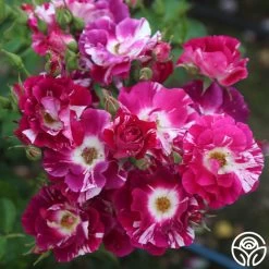 Purple Splash 13 Purple Splash -Healthy Plant Shop purple splash 1 1 1