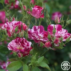 Purple Splash 14 Purple Splash -Healthy Plant Shop purple splash 3 7