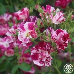 Purple Splash 17 Purple Splash -Healthy Plant Shop purple splash 4 1