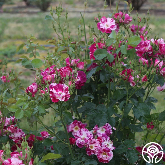 Purple Splash 6 Purple Splash - Image 4