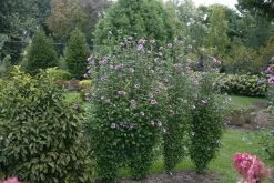 Purple Pillar® Hibiscus - 4" Pot - Rose Of Sharon - Proven Winners 8 Purple Pillar® Hibiscus - 4" Pot - Rose Of Sharon - Proven Winners -Healthy Plant Shop purple pillar hibiscus 2 58094.1615344635