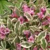 My Monet Purple Effect® Weigela - Proven Winners - 4" Pot 1 My Monet Purple Effect® Weigela - Proven Winners - 4" Pot -Healthy Plant Shop purpleeffect 81291.1615344701