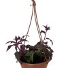 Purple Passion Plant - 6" Hanging Basket - Gynura 1 Purple Passion Plant - 6" Hanging Basket - Gynura -Healthy Plant Shop purppassiongynura6hb 55771.1628629049
