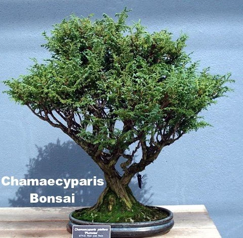 Soft Serve® False Cypress - Chamaecyparis - 4" Pot - Proven Winners 5 Soft Serve® False Cypress - Chamaecyparis - 4" Pot - Proven Winners - Image 3