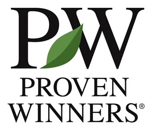 Castle Wall™ - Blue Holly - Ilex - 4" Pot 4 Castle Wall™ - Blue Holly - Ilex - 4" Pot - Image 2