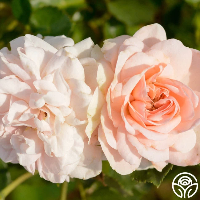 Queen Margrethe™ 4 Queen Margrethe™ - Image 2