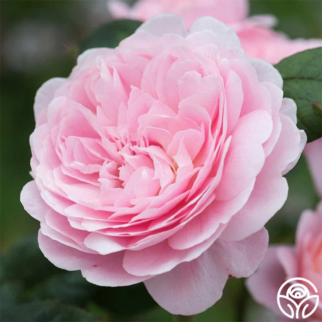 Queen Of Sweden® 4 Queen Of Sweden® - Image 2