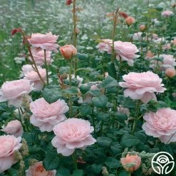 Queen Of Sweden® 11 Queen Of Sweden® -Healthy Plant Shop queen of sweeden 3