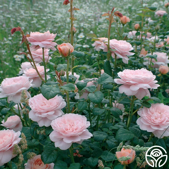 Queen Of Sweden® 5 Queen Of Sweden® - Image 3