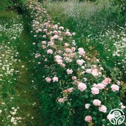 Queen Of Sweden® 15 Queen Of Sweden® -Healthy Plant Shop queen of sweeden 4