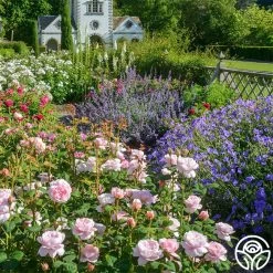 Queen Of Sweden® 14 Queen Of Sweden® -Healthy Plant Shop queen of sweeden 7