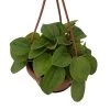Rana Verde Rippled Peperomia Chinese Money Plant - 4" Mini Hanging Basket 1 Rana Verde Rippled Peperomia Chinese Money Plant - 4" Mini Hanging Basket -Healthy Plant Shop ranaver4mhb 25848.1693757868