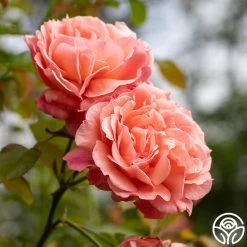 Reach For The Skies -Healthy Plant Shop reach for the skies 10