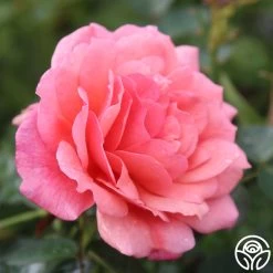 Reach For The Skies -Healthy Plant Shop reach for the skies 3